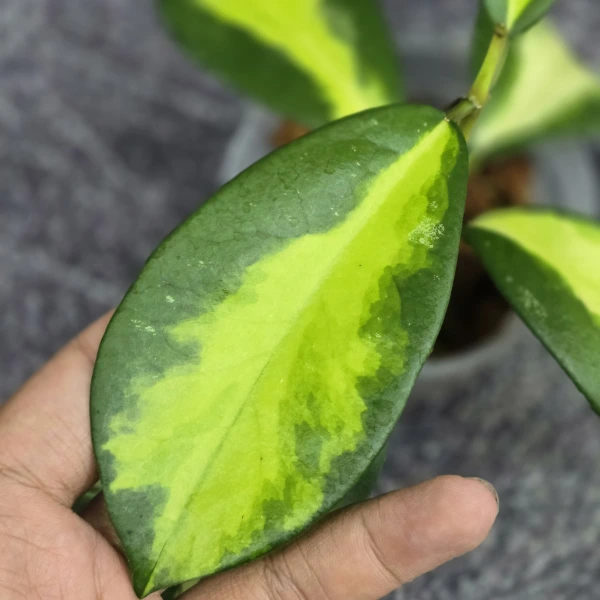Plante speciale - Hoya diversifolia 'Maharani'