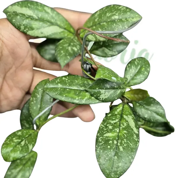 Hoya - Hoya crassipetiolata 'Super Splash'