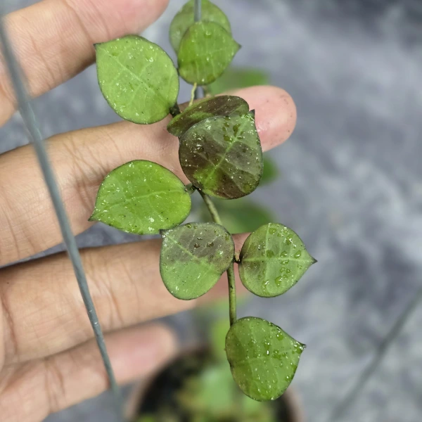 Plante speciale - Hoya lacunosa 'Aceh' (Red Leaf)