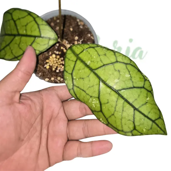 Hoya - Hoya clemensiorum Borneo