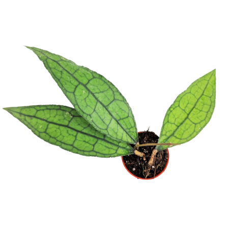 Ușor de întreținut - Hoya clemensiorum Sumatra - plantă rară de colecție cu frunze lanceolate nervurate