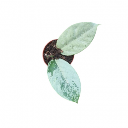 Hoya - Hoya coriacea SILVER