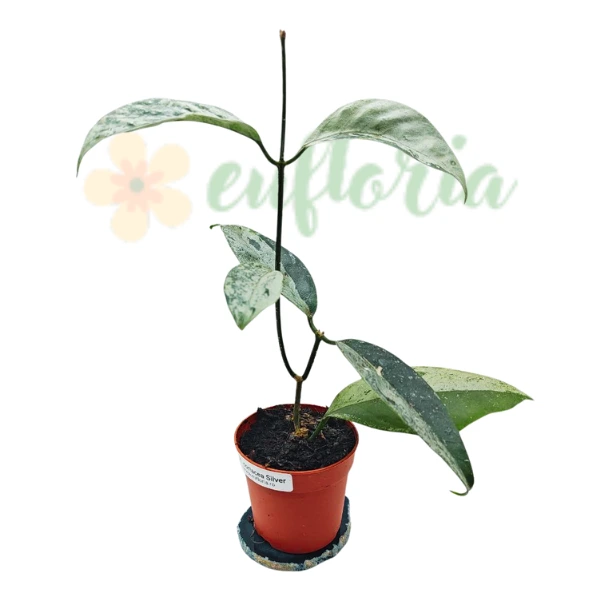 Hoya coriacea SILVER [2]