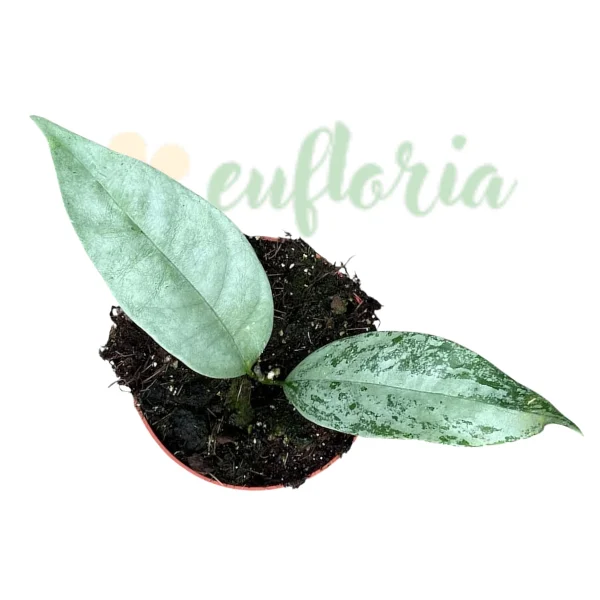 Hoya coriacea Silver – Frunze argintii și ciorchini masivi de flori aurii