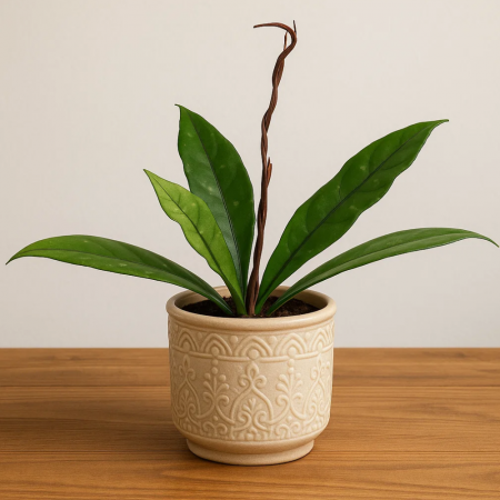 Hoya Crassipetiolata - frunze verzi decorative și flori parfumate [1]
