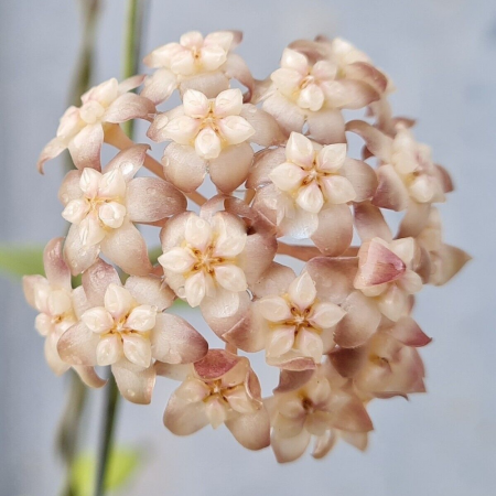 Hoya Crassipetiolata - frunze verzi decorative și flori parfumate [3]