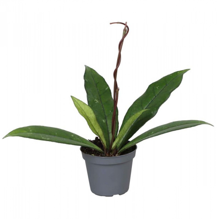 Hoya - Hoya Crassipetiolata - frunze verzi decorative și flori parfumate