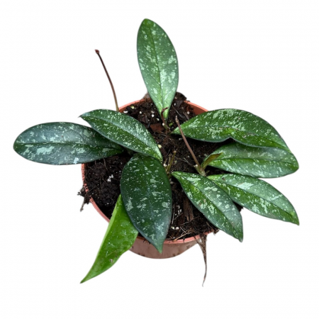Hoya - Hoya 'Crassipetiolata Splash'