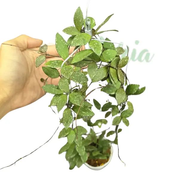Hoya - Hoya sp. 'Mini Kalimantan Splash'