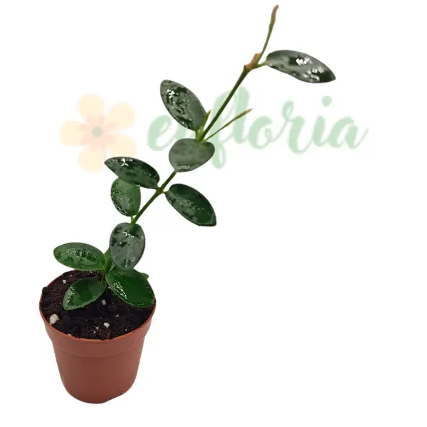 Plante speciale - Hoya cumingiana