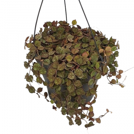 Hoya - Hoya Curtisii