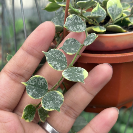 New arrivals - Hoya curtisii Albo Variegated indoor plant with variegated leaves