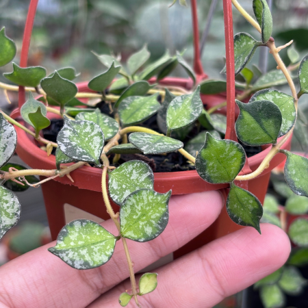 New arrivals - Hoya curtisii Inner Variegated indoor plant with variegated leaves