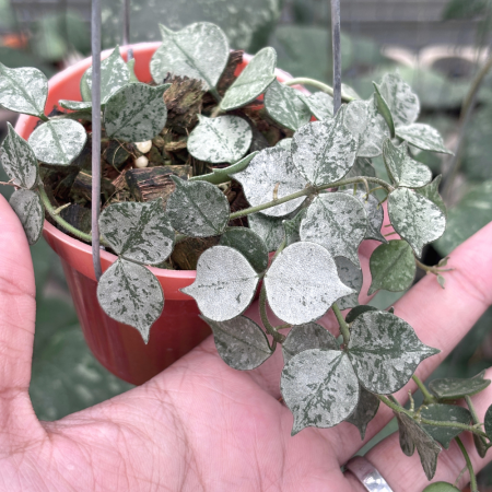 New arrivals - Hoya curtisii Silver indoor plant with silver leaves