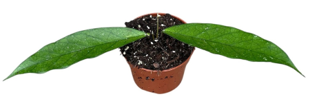 Plante speciale - Hoya dasyantha — frunze alungite verde intens în ghiveci