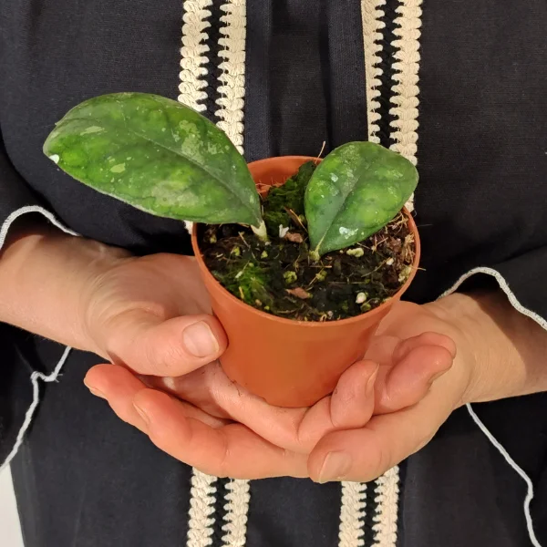 Hoya deykeae - plantă rară cu frunze verzi ornamentate cu pete argintii spectaculoase [1]