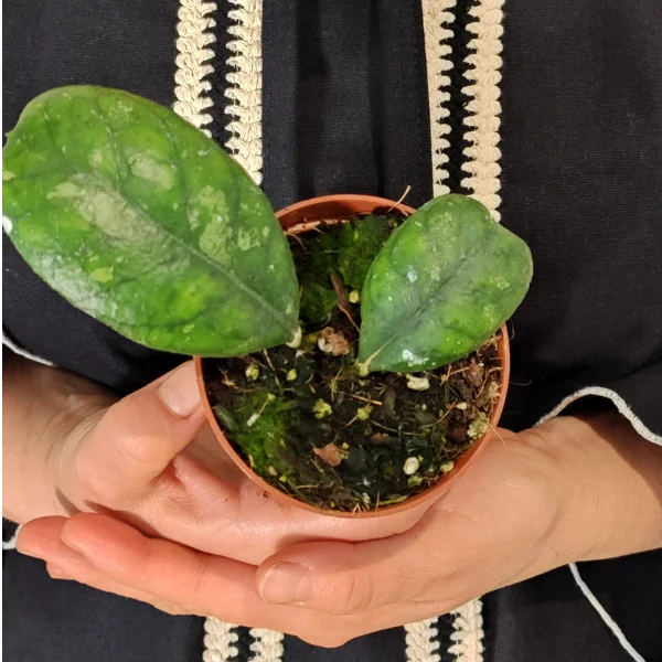 Hoya deykeae - plantă rară cu frunze verzi ornamentate cu pete argintii spectaculoase [2]