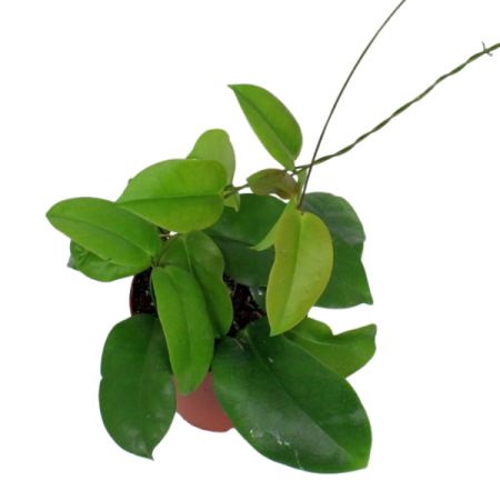 Rare plants - Hoya dimorpha climbing plant from Borneo with elongated lanceolate dark green leaves and bi-color white flowers with magenta corona in 12 cm pot