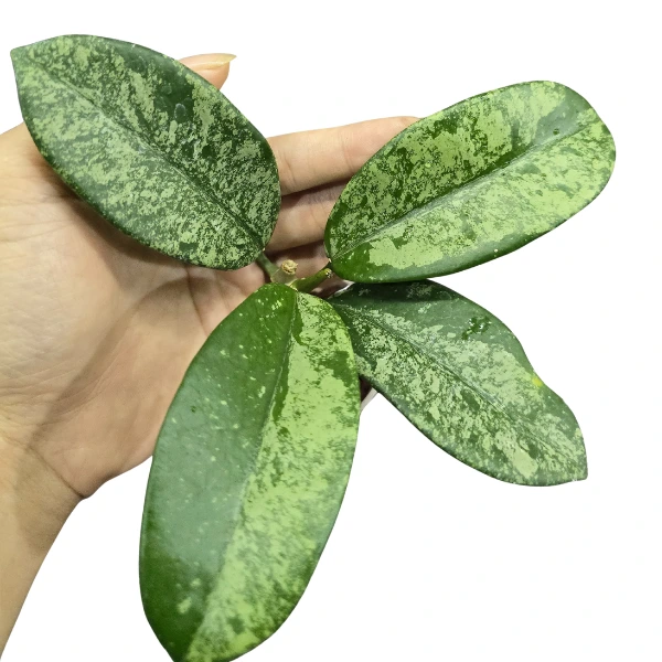 Hoya - Hoya diversifolia