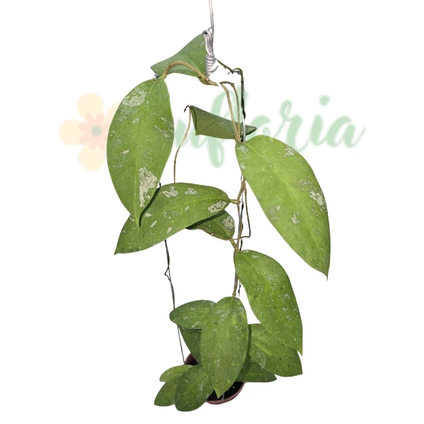 Hoya - Hoya fauziana ssp. fauziana