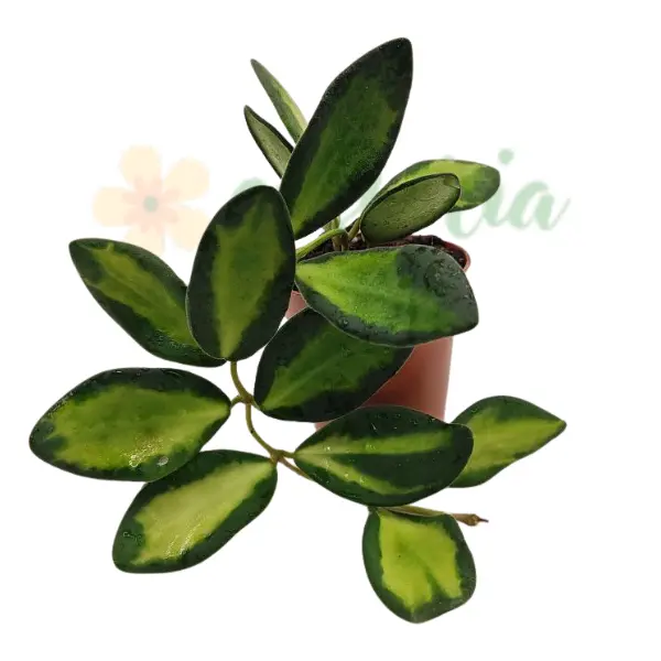 Hoya - Hoya 'DS-70'