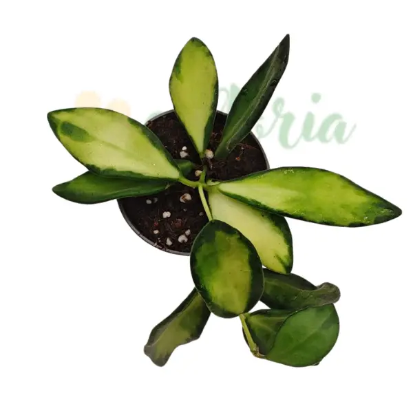 Hoya 'DS-70' [2]