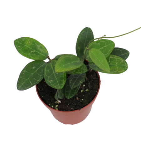 Hoya - Hoya Elliptica în ghiveci – frunze verzi rotunjite cu vene albe