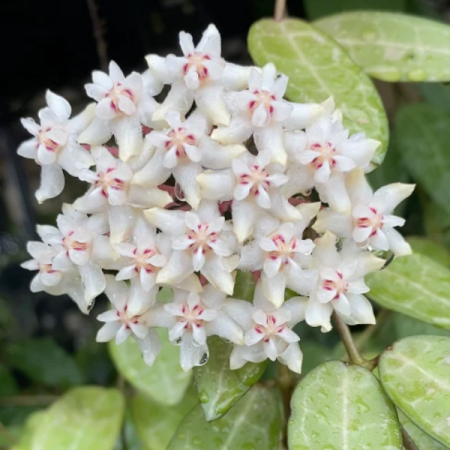 Hoya Elliptica în ghiveci – frunze verzi rotunjite cu vene albe [1]