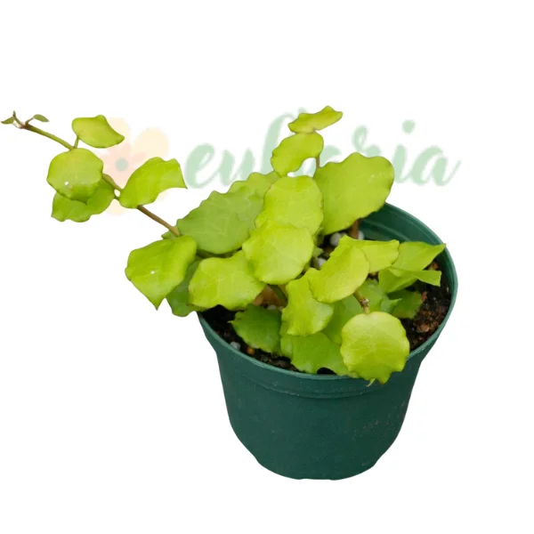 Noutăți - Hoya endauensis