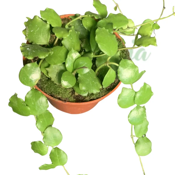 Plante speciale - Hoya endauensis