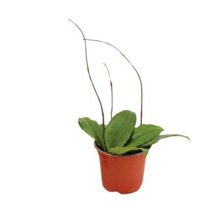 Hoya - Hoya Erythrina în ghiveci – frunze verzi lucioase