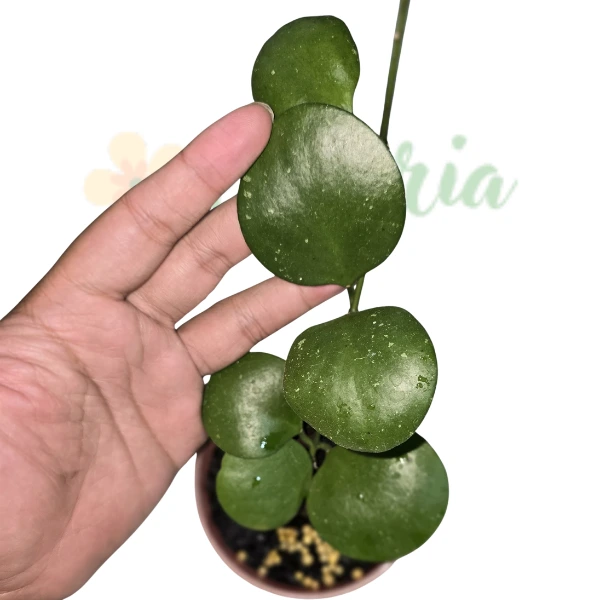 Hoya - Hoya karstbergii 'Clamshell'