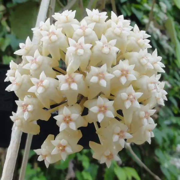 Hoya latifolia 'Watermelon' [1]