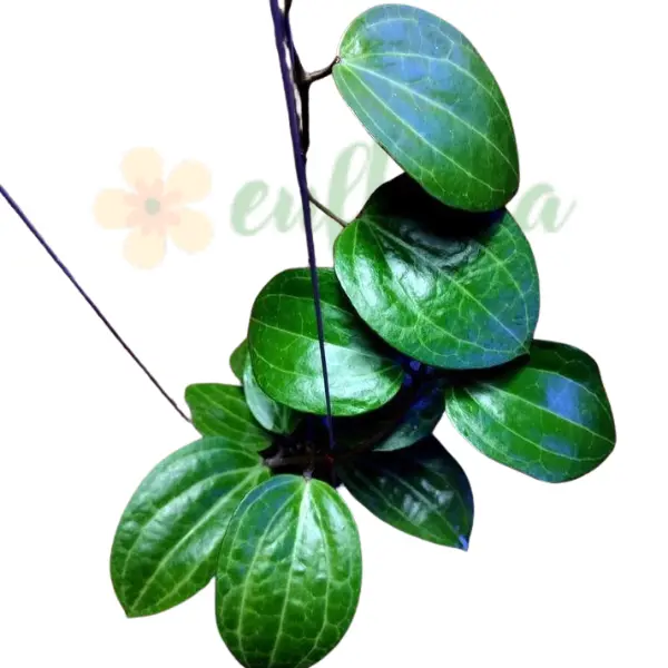 Plante speciale - Hoya latifolia 'Watermelon'