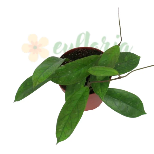 Plante speciale - Hoya finlaysonii