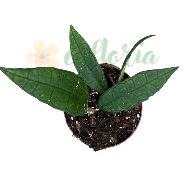 Hoya - Hoya finlaysonii 'Sukirin' – Rare Thai Form with Spectacular Leaves