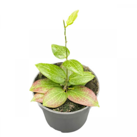 Hoya - Hoya Fitchii în ghiveci – frunze rotunde cu nervuri pronunțate
