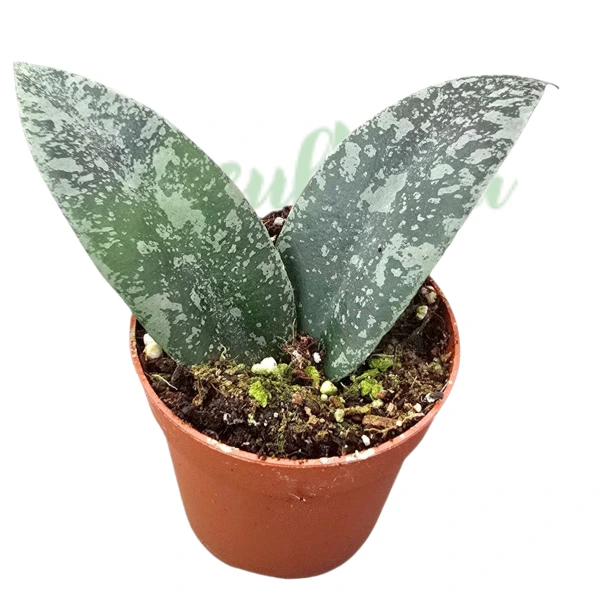 Hoya flagellata «Silver» – Frunze care își schimbă culoarea și flori păroase