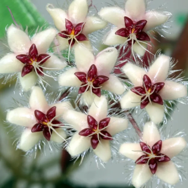 Hoya flagellata «Silver» – Frunze care își schimbă culoarea și flori păroase [2]