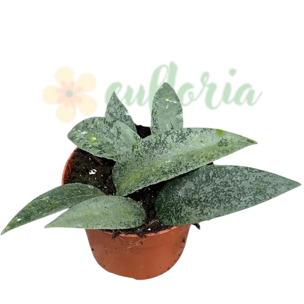 Hoya flagellata 'Silver' – Colour-Shifting Leaves & Hairy Flowers [0]