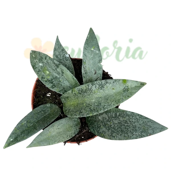 Hoya flagellata 'Silver' – Colour-Shifting Leaves & Hairy Flowers [1]