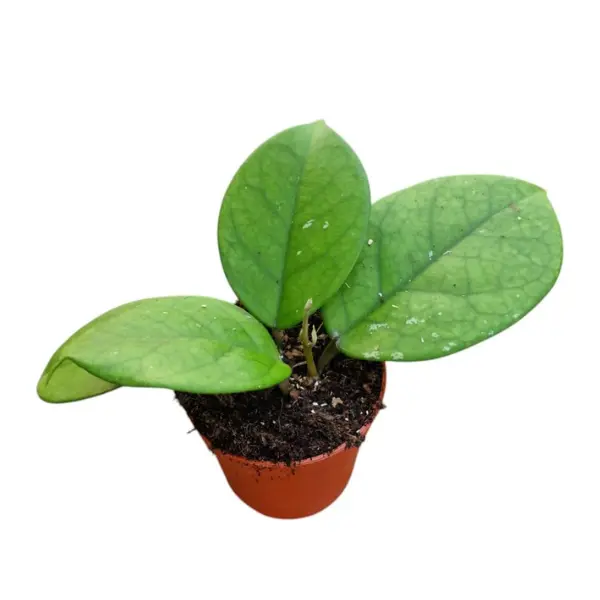 Hoya - Hoya fungii