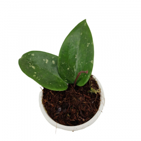 Hoya - Hoya glabra 'Padang'