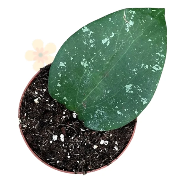 Hoya - Hoya glabra 'Splash' – Silver-Splashed Large Leaves with Red-Veined Undersides