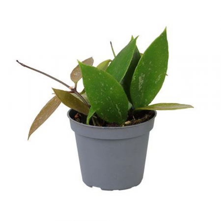 Hoya - Hoya gracilis (Memoria)