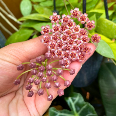 Hoya gracilis (Memoria) [2]