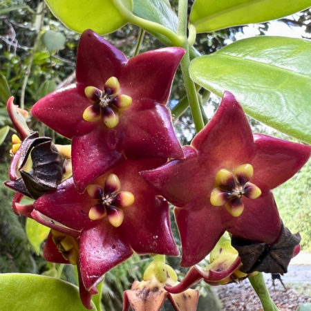 Hoya guppyi — liană epifită rară din Insulele Solomon cu frunziș ceros verde profund și flori parfumate [2]