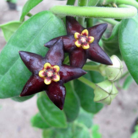 Hoya guppyi — liană epifită rară din Insulele Solomon cu frunziș ceros verde profund și flori parfumate [1]