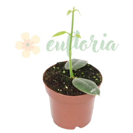 Alte plante rare - Hoya guppyi — liană epifită rară din Insulele Solomon cu frunziș ceros verde profund și flori parfumate