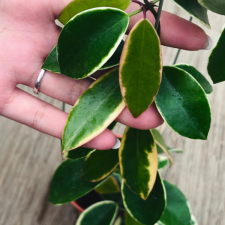 Precomandă - Hoya halophylla cu frunze groase verde-galbui